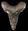 Bargain, Angustidens Tooth - Megalodon Ancestor #56651-1